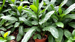 飘逸杯能过滤茶叶吗